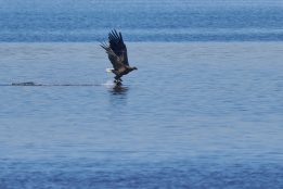 02-Seeadler mit Blaesshuhn-bf686cb724