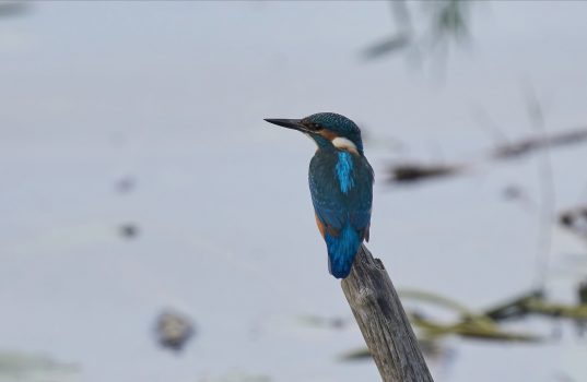 06-Eisvogel-6cf2081953