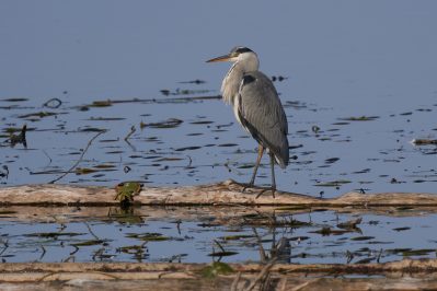 07-Graureiher-dd0b797e00