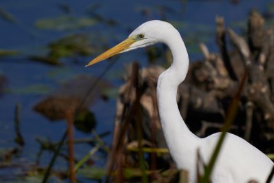 08-Silberreiher-d7bc0f5c13