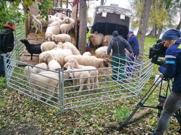 1Verladen Krautinsel