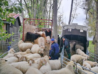 1Verladen Krautinsel 2JPG