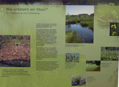 2016_04-G_Leitsmueller-P04_Moorlehrpfad_Burgermoos