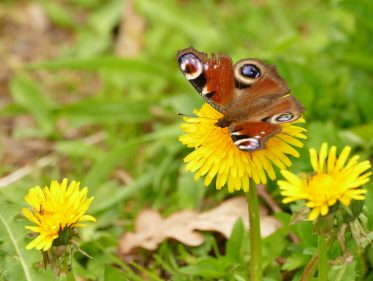 2016_04-G_Leitsmueller-P11_Moorlehrpfad_Burgermoos