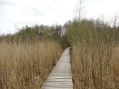 2016_04-G_Leitsmueller-P15_Moorlehrpfad_Burgermoos