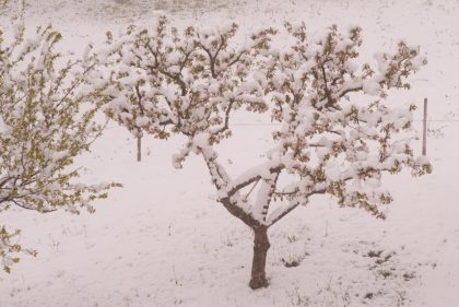 Schnee-Fruehling-1006686