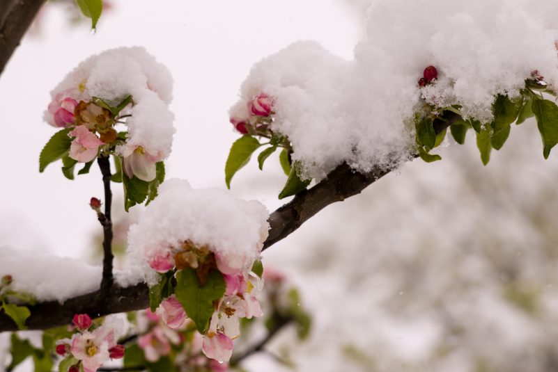 Schnee-Fruehling-1006689