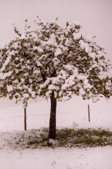 Schnee-Fruehling-1006692