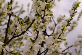 Wintereinbruch_Fruehling-1006119