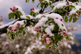 Wintereinbruch_Fruehling-1006123