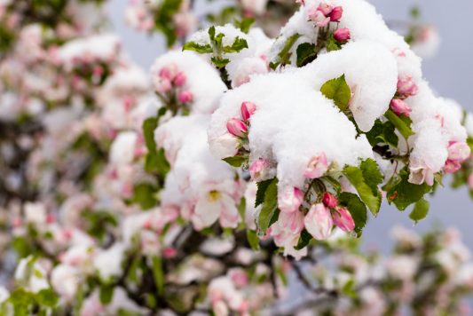 Wintereinbruch_Fruehling-1006132