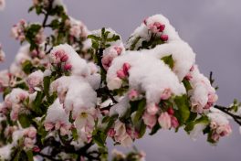 Wintereinbruch_Fruehling-1006134
