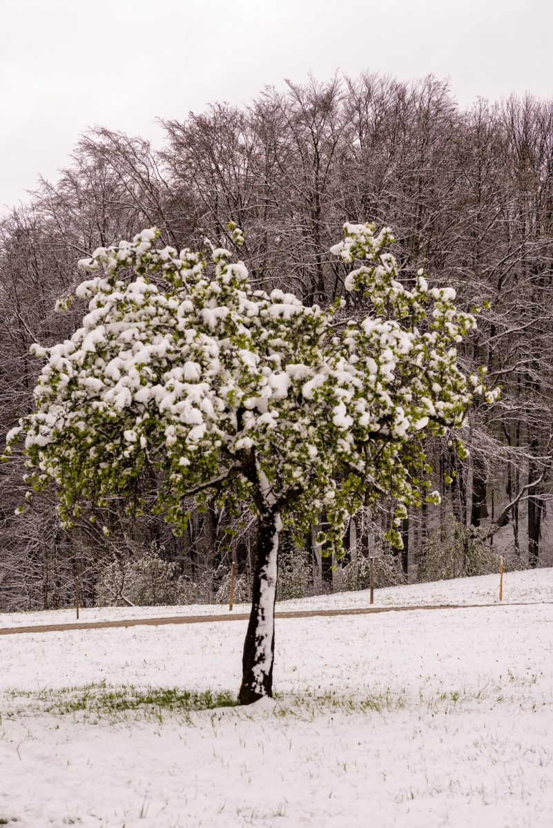 Wintereinbruch_Fruehling-1006196