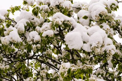 Wintereinbruch_Fruehling-1006200