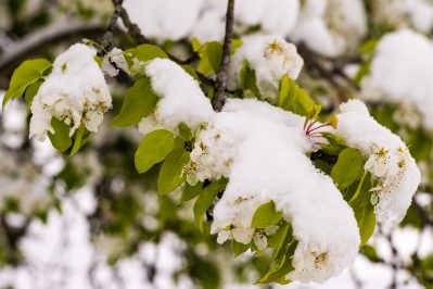 Wintereinbruch_Fruehling-1006208