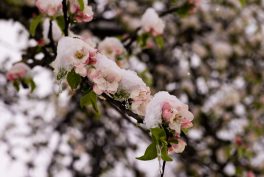 Wintereinbruch_Fruehling-1006212