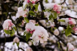 Wintereinbruch_Fruehling-1006219