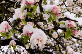 Wintereinbruch_Fruehling-1006222