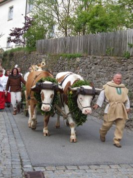 Bild St Englmar Englmarisuchen Ochsengespann
