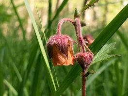 P007 Chiemseewanderung