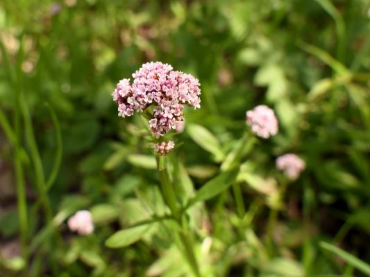 P010 Chiemseewanderung