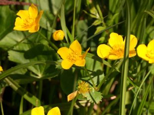 P014 Chiemseewanderung