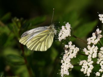 P028 Chiemseewanderung