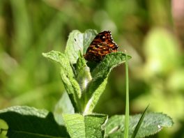 P03 SamerbergerFuizn