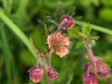 P030 Chiemseewanderung