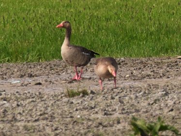 P035 Chiemseewanderung