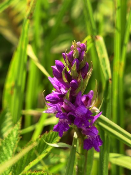 P036 Chiemseewanderung