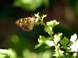 P04 SamerbergerFuizn