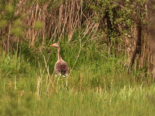 P047 Chiemseewanderung