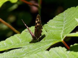 P05 SamerbergerFuizn