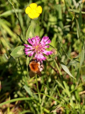 P06 SamerbergerFuizn