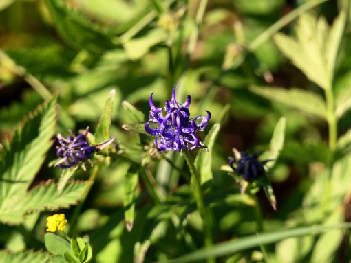 P07 SamerbergerFuizn