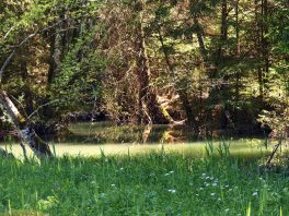 P08 SamerbergerFuizn