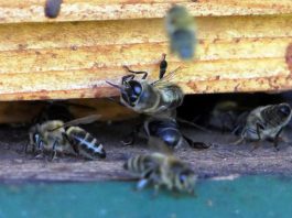 P10 SamerbergerFuizn