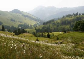 Auf einen Ratsch bei der Sennerin IV