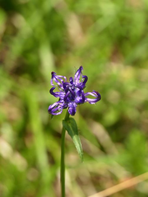 kl-P05 Gießenbachklamm