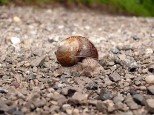 kl-P39 Gießenbachklamm