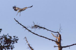 Schwarzstorch, Graureiher