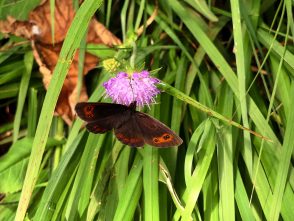 P003 HechtseewanderungManuela