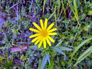 P004 HechtseewanderungManuela