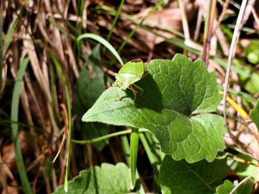 P006 HechtseewanderungManuela