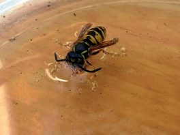 P008 HechtseewanderungManuela