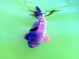 P015 HechtseewanderungManuela