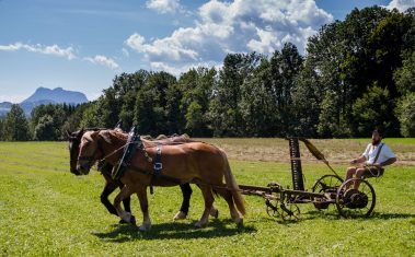 Rosserer-und-Fuhrleiddog-1005034