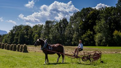 Rosserer-und-Fuhrleiddog-1005042