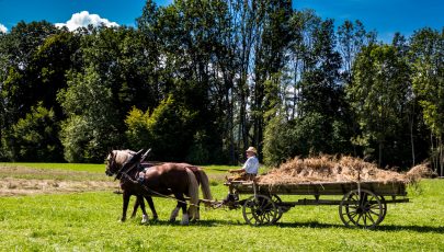Rosserer-und-Fuhrleiddog-1005045
